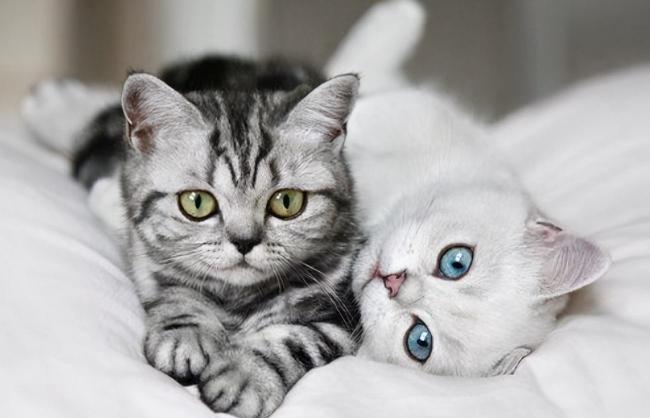 精灵小猫多少钱一只（越养越值钱）