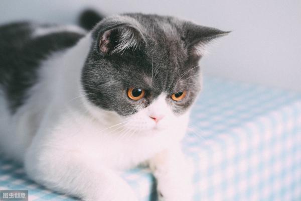 丁香色英短一般多少钱（适合新手养的猫咪）