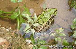 金线蛙值多少钱（青蛙种类图片大全）