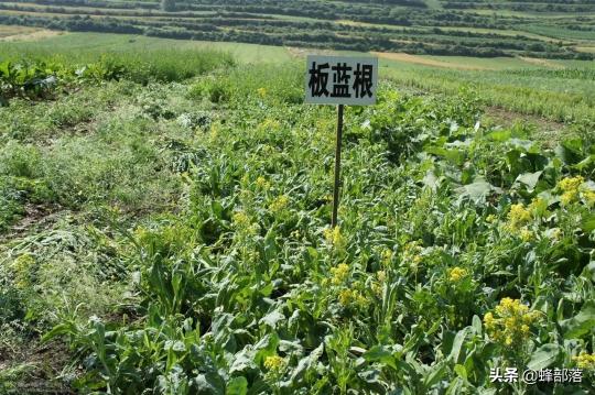 五味子树苗多少钱一颗（在农村）