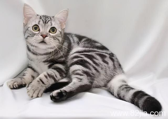 美国短毛猫价格（美国短毛猫介绍）