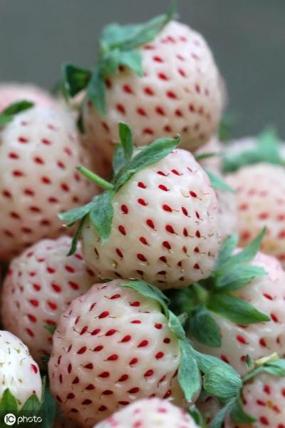 菠萝莓苗多少钱一颗（200元1斤）
