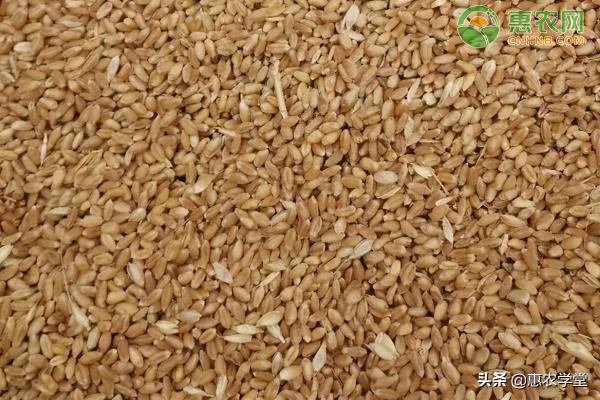 小麦胚芽价格（今日小麦价格多少钱一斤）