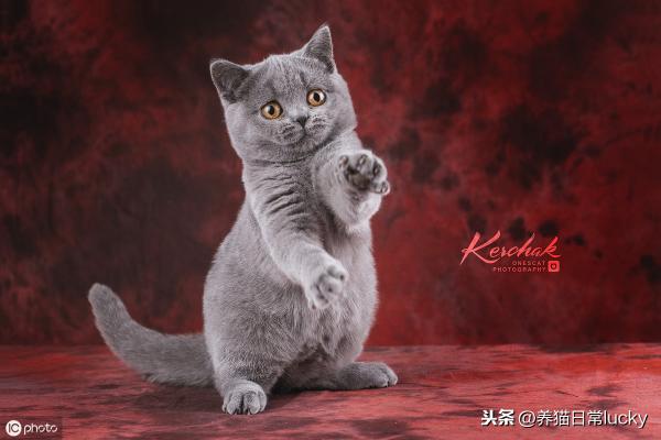 英短矮脚猫多少钱一只（英国短毛猫）