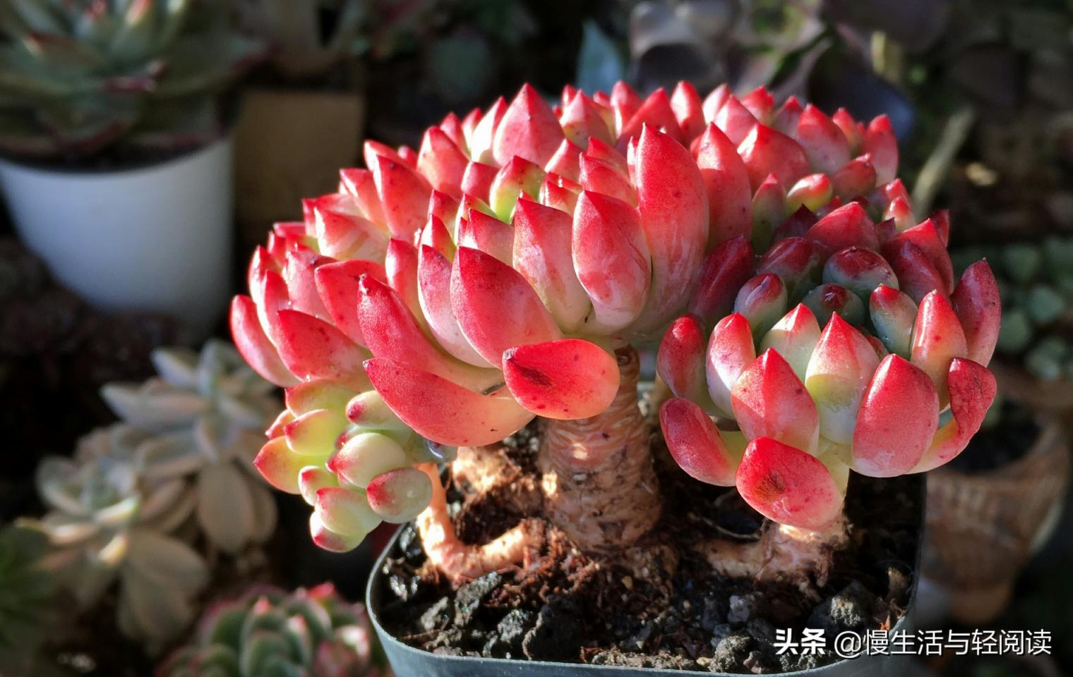 芙蓉王烟价格（慢生活）