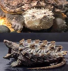 野生鳄龟多少钱一只（最凶猛的外来物种）
