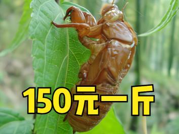 爬咋皮多少钱一斤（农村流动商贩收爬蚱皮）