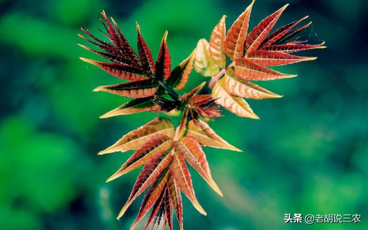 30年的臭椿树值多少钱（紫椿树4000元）