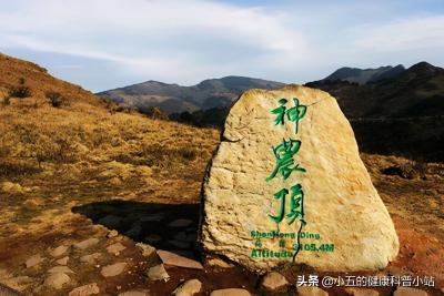 野生八角莲多少钱一斤（走进森林中的中医药）