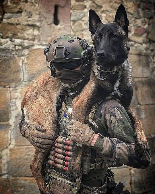 小警犬多少钱一只（警犬界的新秀）