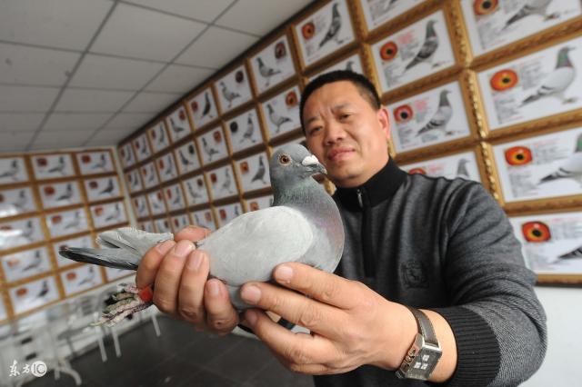 信鸽老种鸽一对多少钱（种鸽越老优势就越明显）