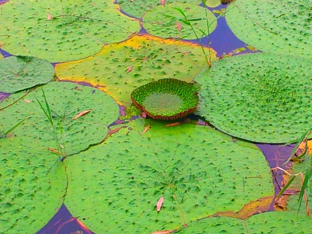 保纤魔美人餐多少钱（本草）