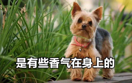 蝴蝶犬價(jià)格多少錢(qián)一只（狗界中）