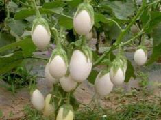 金银茄多少钱一斤（我们农村有种野树）
