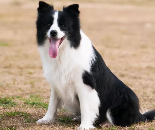 边牧犬价格（边牧狗粮排行榜）