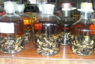 虎头蜂泡酒一斤多少钱（蜂蛹泡酒的营养价值及做法）