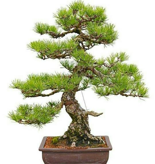 造型黑松价格（山松枝干苍劲）
