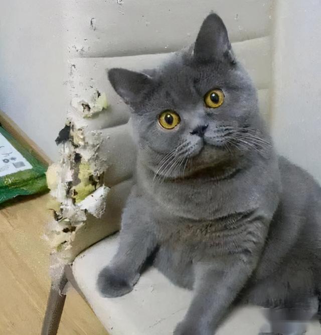 英国短毛猫价格（英短猫有这5个）