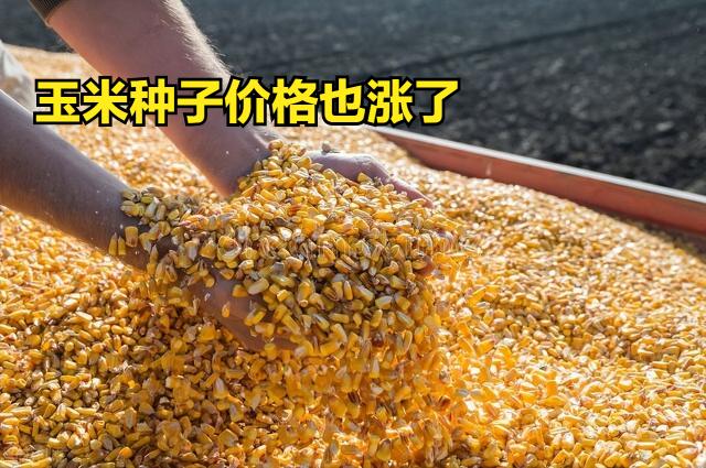 玉米种子价格表（春耕在即）