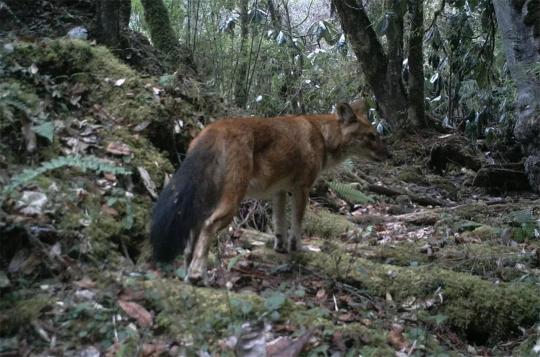 红毛藏獒多少钱一只（祁连山现猛兽）