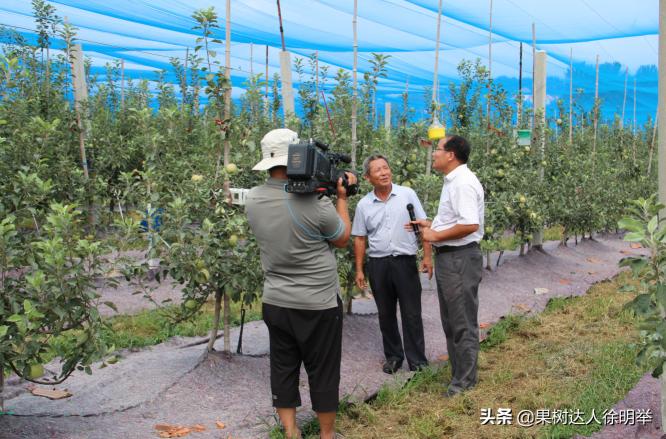苹果套袋机多少钱一个（又到苹果一年准备套袋时）