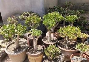 五十年的玉树值多少钱（吸财树）