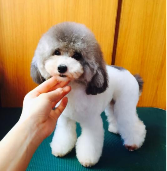 贵宾犬价格(贵宾犬价格高低不一)