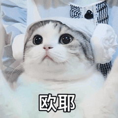 蓝猫一般多少钱一只（养猫）