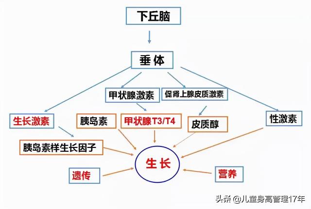 甲状腺功能七项检查多少钱（孩子身高偏矮）