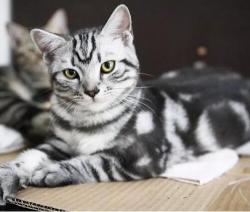 美国短毛猫价格（美国短毛猫的5大缺点）