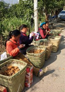 纯手工红糖多少钱一斤（花一年时间找真红糖纪实）