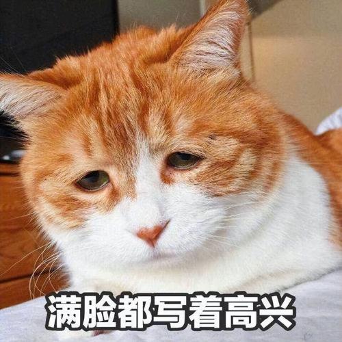橘貓價格（棄養率）