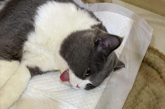母猫绝育一般多少钱（猫咪）