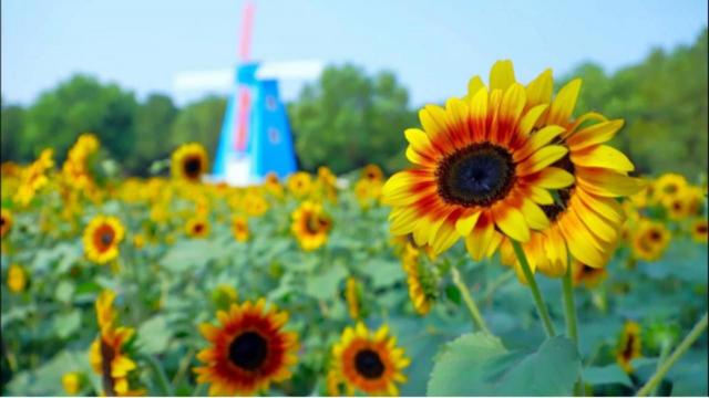 郁金香門票多少錢（門票免費）