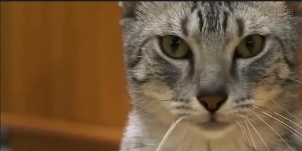 宠物猫品种及价格（十五种最贵的宠物猫）