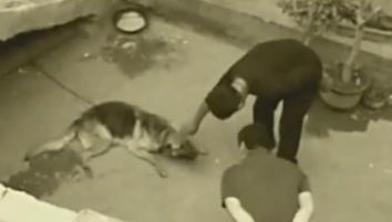 小老头狗大概多少钱（2011年）