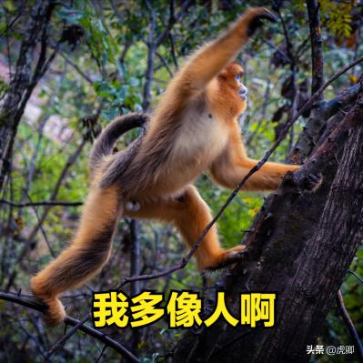 猴子那里卖多少钱一只（秦岭金丝猴父女被16万元贩卖）