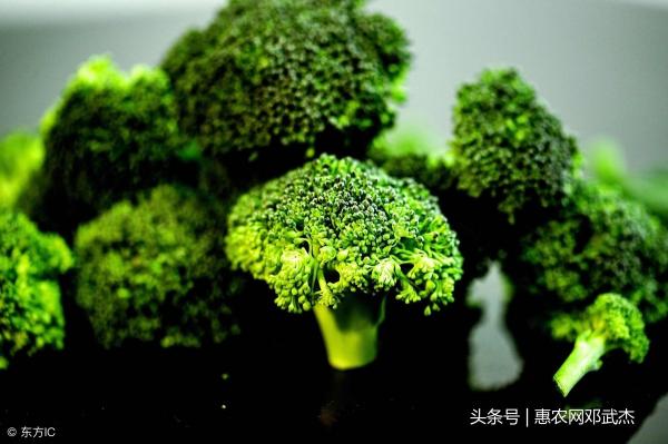 西兰花多少钱一斤2017（10月13日西兰花价格多少钱一斤）