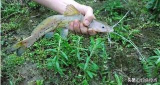 芝麻劍魚多少錢一斤（能發出類似豬叫的聲音）