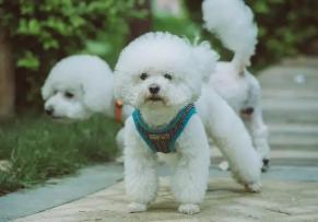 比熊犬多少钱一只图片（比熊犬能活几年）