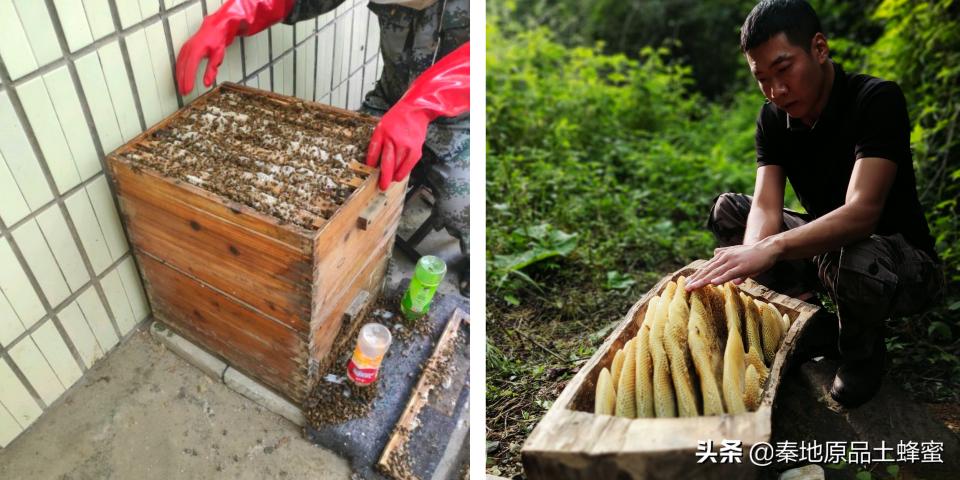 120箱蜜蜂一年多少钱（养蜂年收入仅三五万）