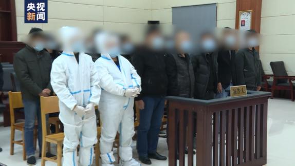 云南紅豆杉多少錢一斤（20人非法收售野生紅豆杉等國家重點保護植物被判刑）
