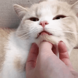 猫价格（揭秘）