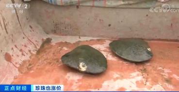 珍珠的价格（珍珠价格连涨3年）