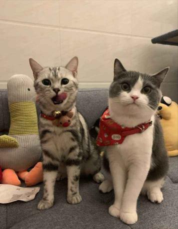 英短矮脚猫多少钱一只（养英短猫比美短猫好）