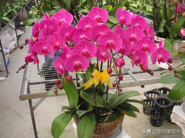 兰花价格表（小寒将至）