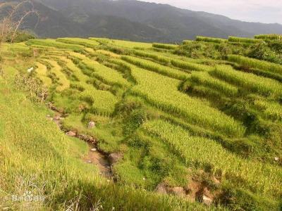 东方红704补贴完价格（贵州农业如何闯新路）
