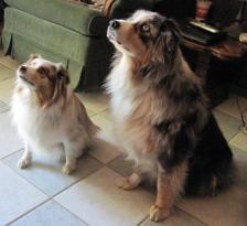 迷你小狗多少钱（迷你澳大利亚牧羊犬）