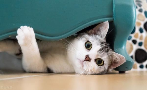 斯芬克斯猫价格（这5种猫）