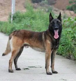 马犬配种多少钱一次（浅谈国内的马犬市场）